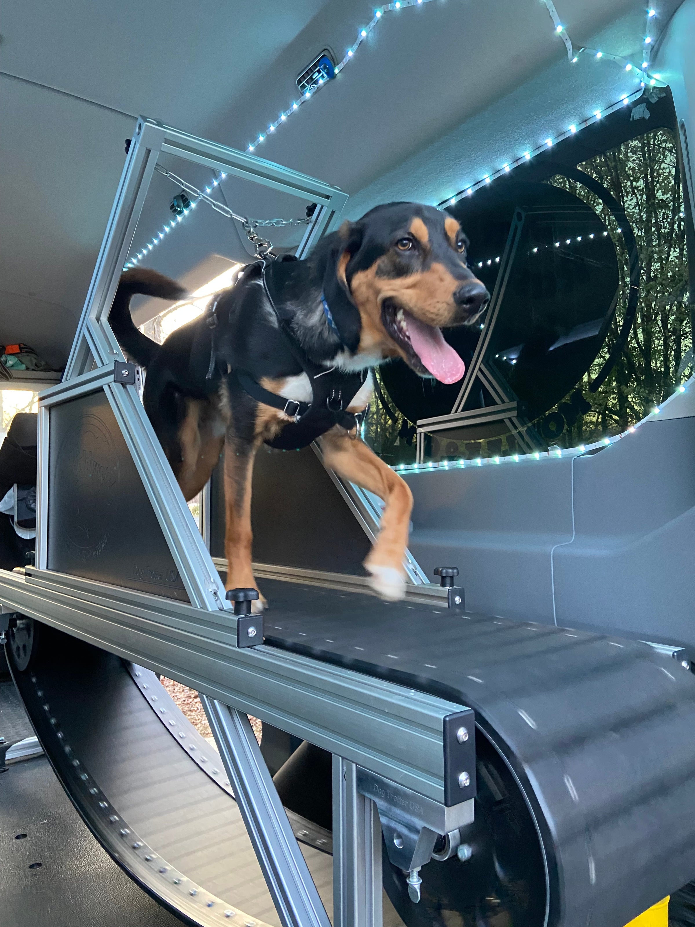 Dog Trotter USA, America's Best Canine Treadmills